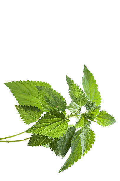 Hoja de ortiga fresca